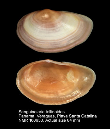 Sanguinolaria tellinoides.jpg - Sanguinolaria tellinoides A.Adams,1850